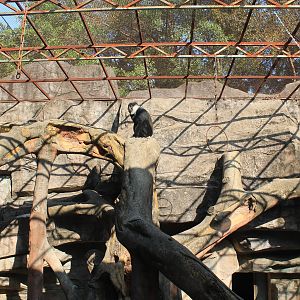 L'Hoest's Monkey cage