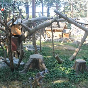 Ring-tailed Lemur cage