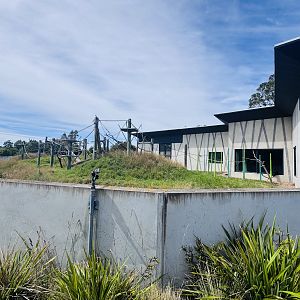 Siamang enclosure