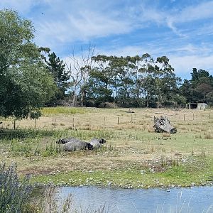 Water buffalo enclosure