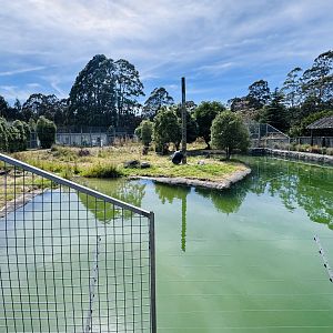 Sumatran tiger enclosure