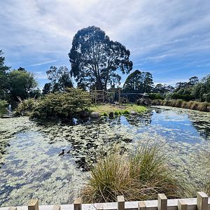 Ruffed lemur enclosure