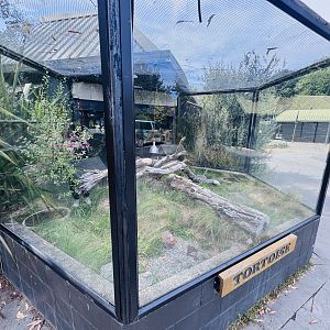 Spur-thighed Tortoise enclosure