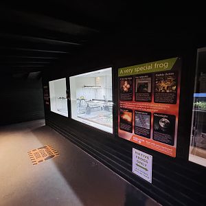 Maud Island Frog breeding display