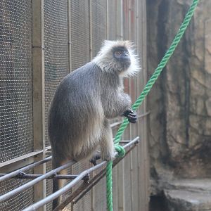 Indochinese Silvered Langur (Trachypithecus germaini)