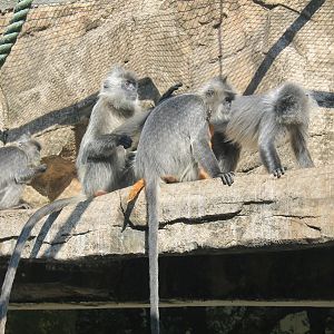 Indochinese Silvered Langurs (Trachypithecus germaini)