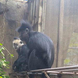 Indochinese Black Langur (Trachypithecus ebenus)