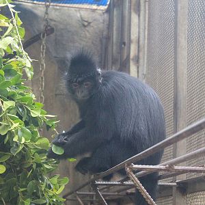Indochinese Black Langur (Trachypithecus ebenus)