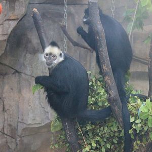 Hybrid langur and Francois' Langur