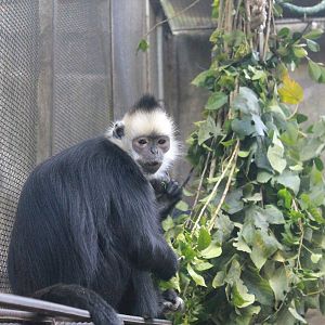 hybrid langur