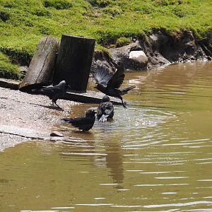 Serenga - Wild Western jackdaws (Coloeus monedula) bathing in safari truck track, 2024-06-23