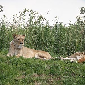 Serenga - African lioness (Panthera leo), 2024-06-23
