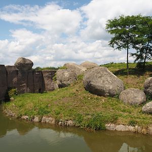 Serenga - African lion exhibit, 2024-06-23
