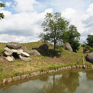 Serenga - African lion exhibit, 2024-06-23