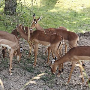 Serenga - Common impala (Aepyceros melampus melampus), 2024-06-23