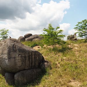 Serenga - Meerkat exhibit, 2024-06-23