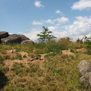 Serenga - Meerkat exhibit, 2024-06-23