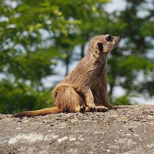 Serenga - Meerkat (Suricata suricatta), 2024-06-23