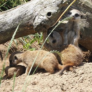 Serenga - Meerkats (Suricata suricatta), 2024-06-23
