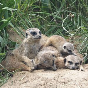 Serenga - Meerkats (Suricata suricatta), 2024-06-23