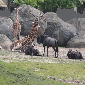 Serenga - Rothschild's giraffes (Giraffa camelopardalis rothschildi) and Blue wildebeest (Connochaetes taurinus taurinus), 2024-06-23