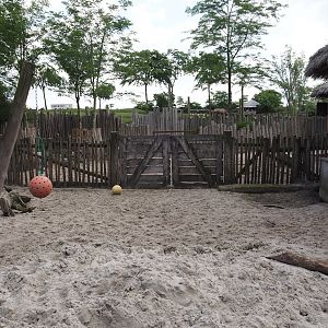 Serenga - Red river hog paddock, 2024-06-23