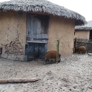 Serenga - Red river hog paddock and house, 2024-06-23