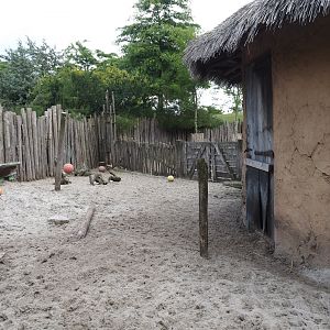 Serenga - Red river hog paddock, 2024-06-23