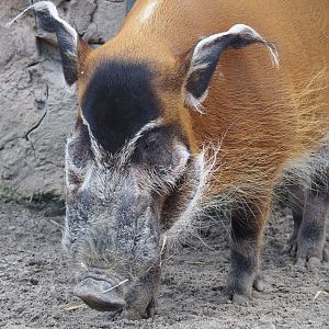 Serenga - Red river hog (Potamochoerus porcus), 2024-06-23