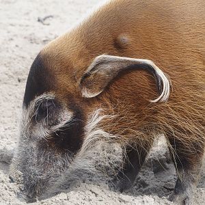 Serenga - Red river hog (Potamochoerus porcus), 2024-06-23