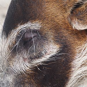 Serenga - Red river hog (Potamochoerus porcus), 2024-06-23