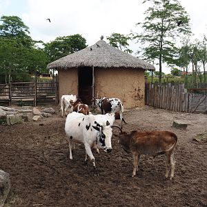 Serenga - Dwarf zebu paddock, 2024-06-23
