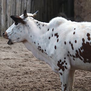 Serenga - Dwarf zebu (Bos taurus indicus), 2024-06-23