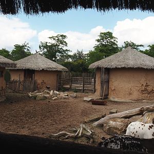 Serenga - Dwarf zebu paddock, 2024-06-23
