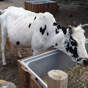 Serenga - Dwarf zebu (Bos taurus indicus), 2024-06-23