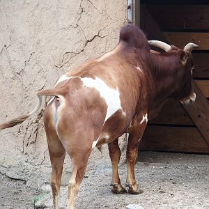 Serenga - Dwarf zebu (Bos taurus indicus), 2024-06-23