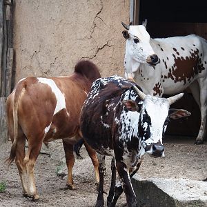 Serenga - Dwarf zebus (Bos taurus indicus), 2024-06-23