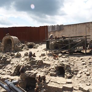 Serenga - Hamadryas baboon arena, 2024-06-23