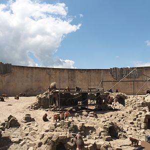 Serenga - Hamadryas baboon arena, 2024-06-23