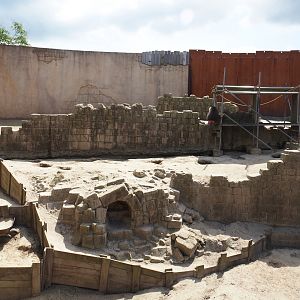 Serenga - Hamadryas baboon arena, 2024-06-23