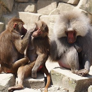 Serenga - Hamadryas baboons (Papio hamadryas), 2024-06-23