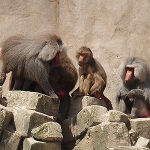 Serenga - Hamadryas baboons (Papio hamadryas), 2024-06-23