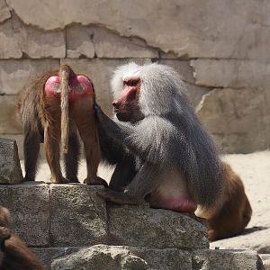 Serenga - Hamadryas baboons (Papio hamadryas), 2024-06-23