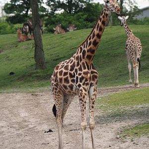 Serenga - Rothschild's giraffe (Giraffa camelopardalis rothschildi), 2024-06-23