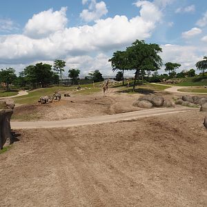 Serenga - Savanna exhibit, 2024-06-23