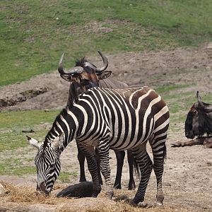 Serenga - Grant's zebra (Equus quagga boehmi) and Blue wildebeest (Connochaetes taurinus taurinus), 2024-06-23
