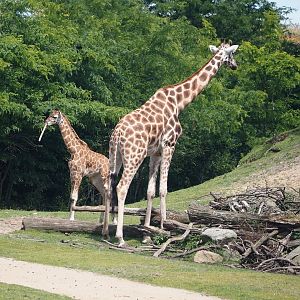 Serenga -  Rothschild's giraffes (Giraffa camelopardalis rothschildi), 2024-06-23