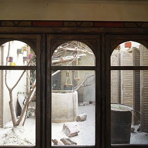 Serenga - Black-cheeked lovebird and Harlequin quail aviary inside Momma's Restaurant, 2024-06-23
