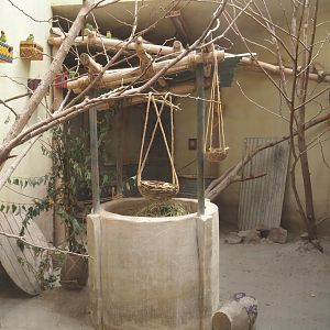 Serenga - Black-cheeked lovebird and Harlequin quail aviary inside Momma's Restaurant, 2024-06-23