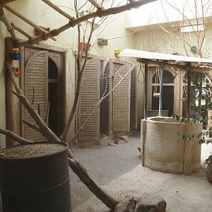 Serenga - Black-cheeked lovebird and Harlequin quail aviary inside Momma's Restaurant, 2024-06-23